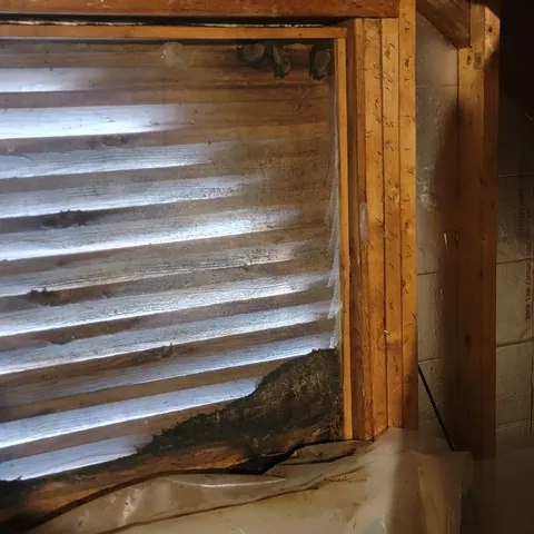 Bats roosting inside an attic before exclusion