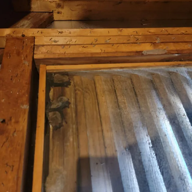 Bat colony before exclusion · Lassiter Mill, Raleigh