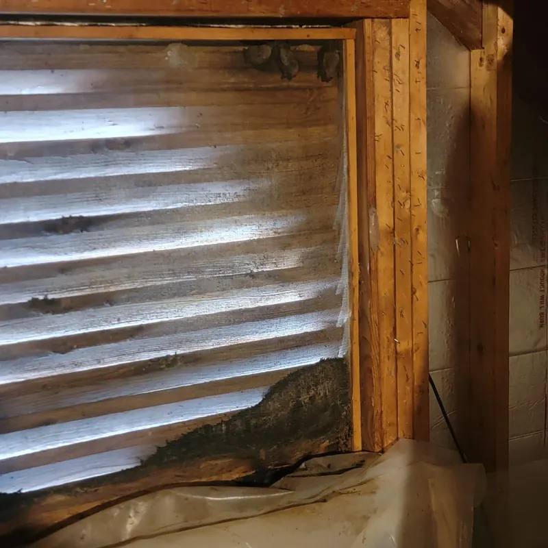 Bat Removal & Exclusion Services in Raleigh