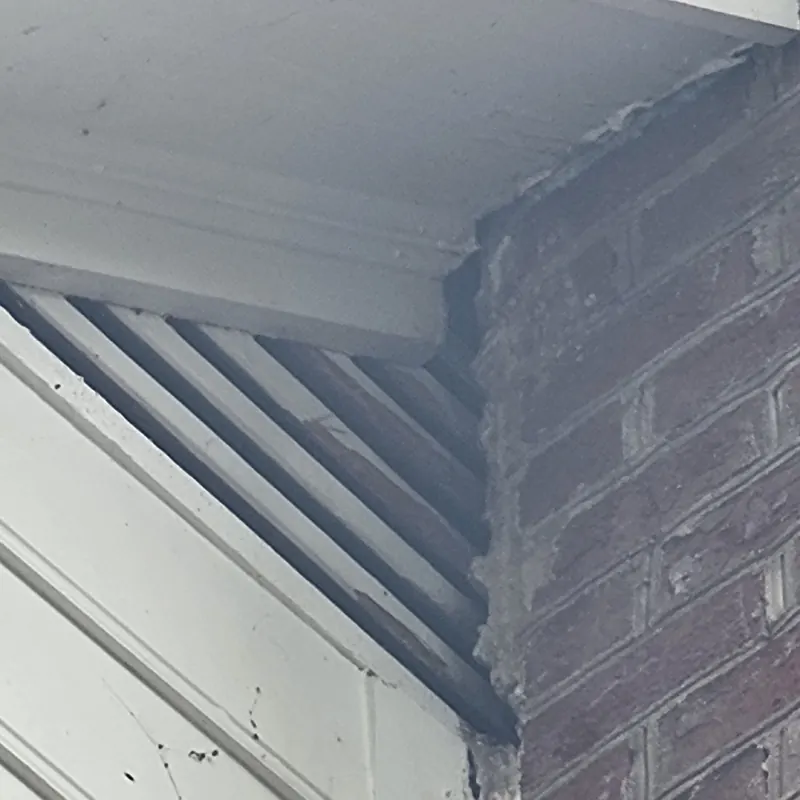 Bat Removal & Exclusion Services in Raleigh