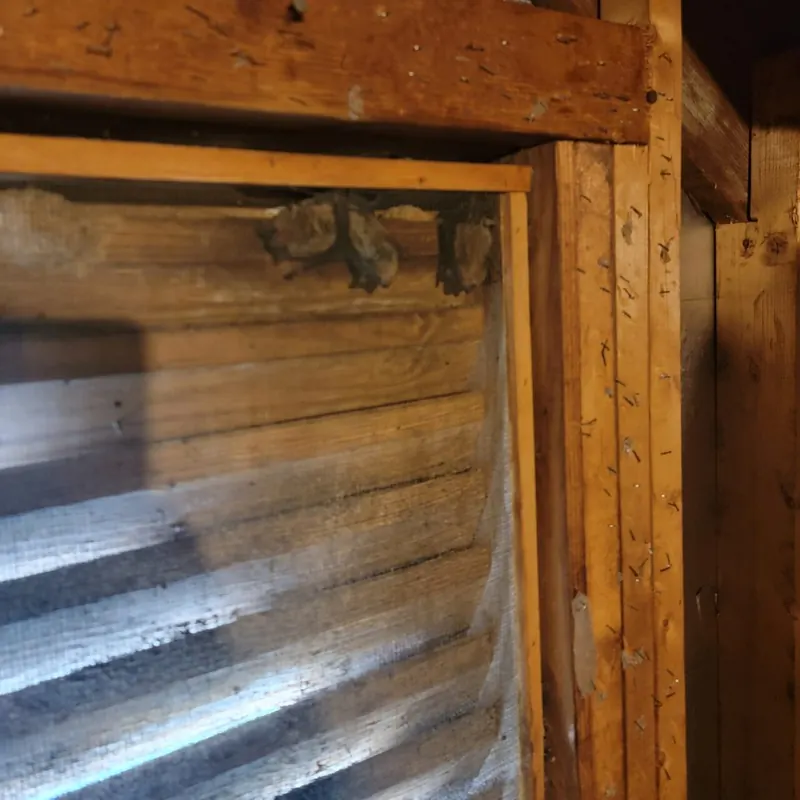 Bat Removal & Exclusion Services in Raleigh