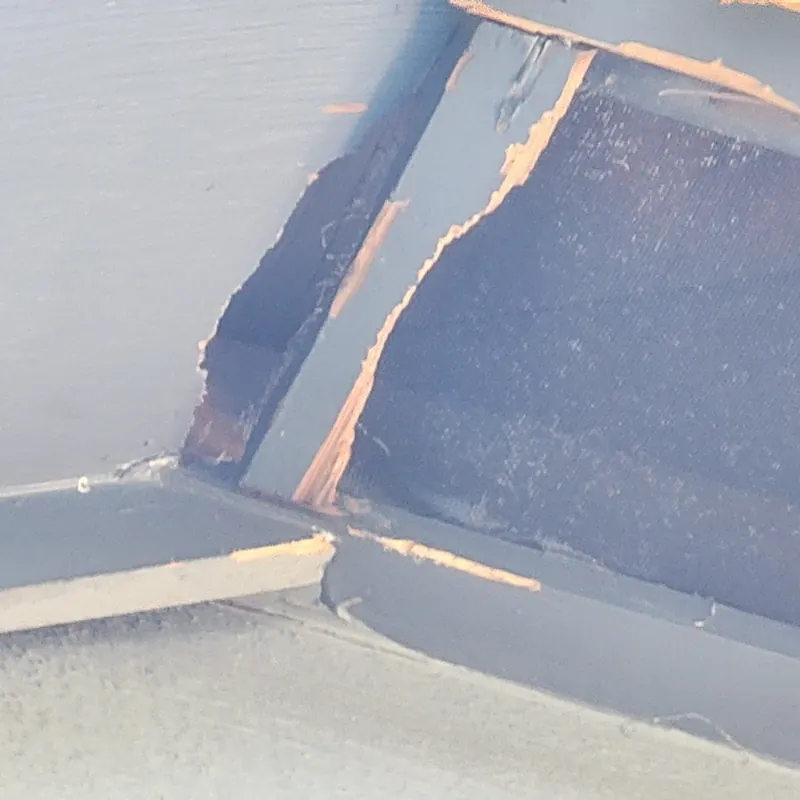 Bat Removal & Exclusion Services in Raleigh
