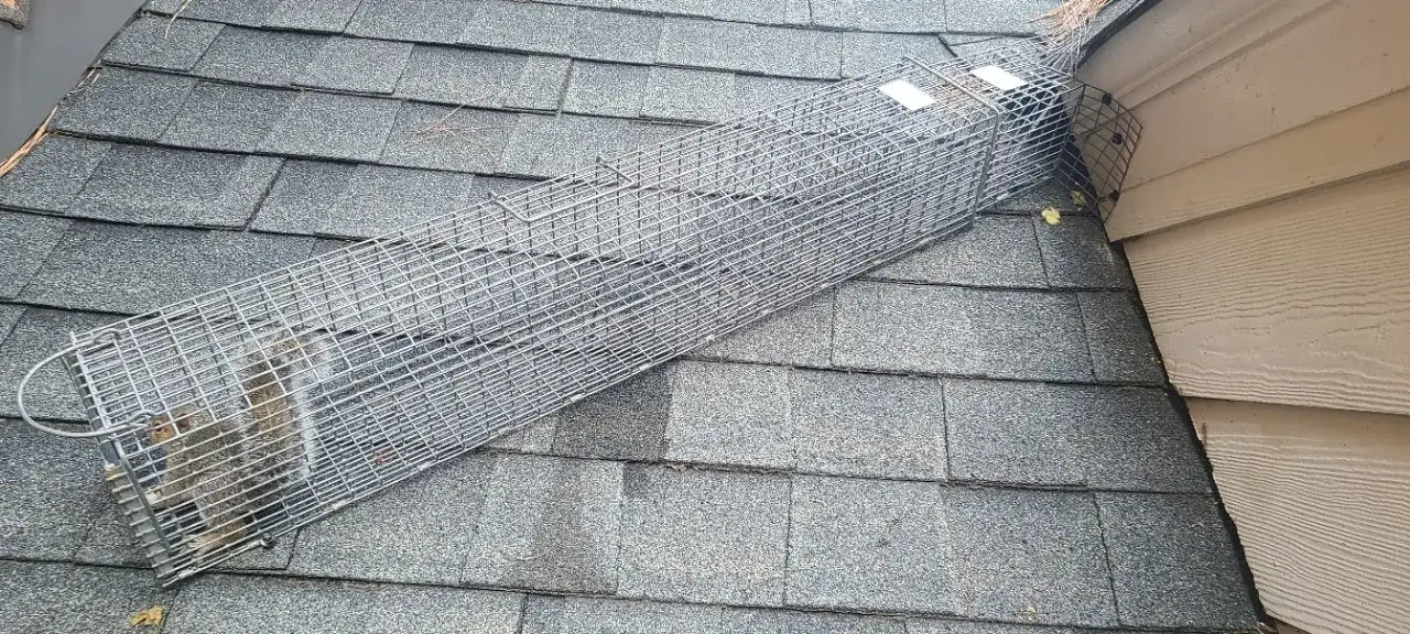 Live trap and painted flashing at a roofline, an actual Carolina Wildlife Removal job in Wake Forest