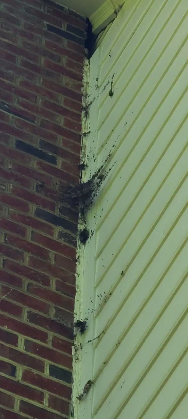 Bat droppings on the side of the home · Fox N Hounds, Zebulon