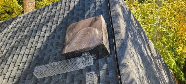 Multi-catch trap set on an attic fan, Stonebridge, Raleigh (actual job photo)