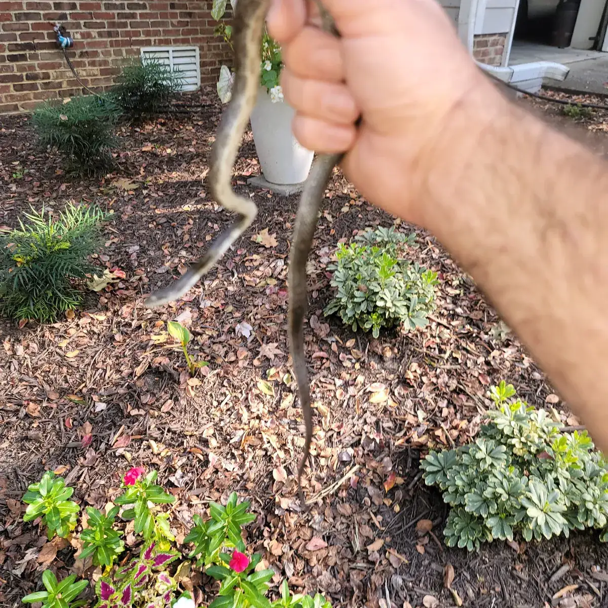 Rat snake safely removed from a home in Picardy Pointe, Cary