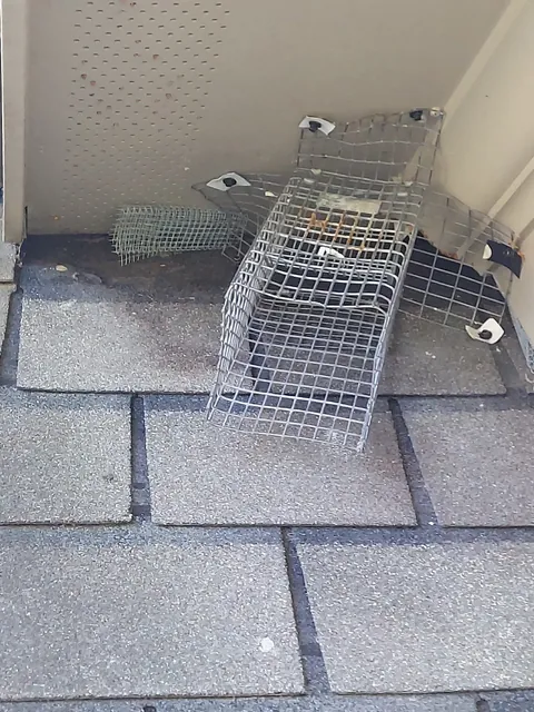 Live trap set at a roofline entry point