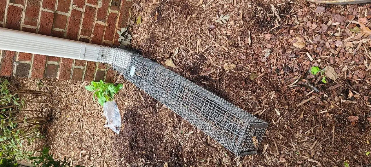 Multi-catch trap running on a gutter downspout, an actual Carolina Wildlife Removal job in North Raleigh