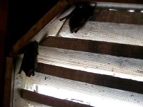Bat removal, up close