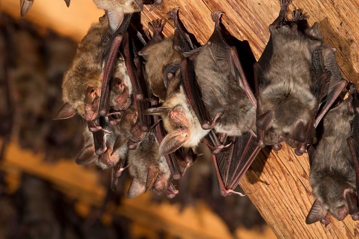 3 Biggest Risks When Bats Infest a Home