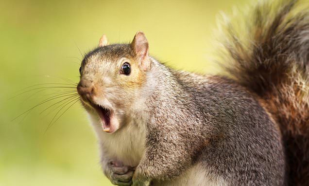 SQUIRRELS!!!!