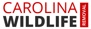 Carolina Wildlife Removal