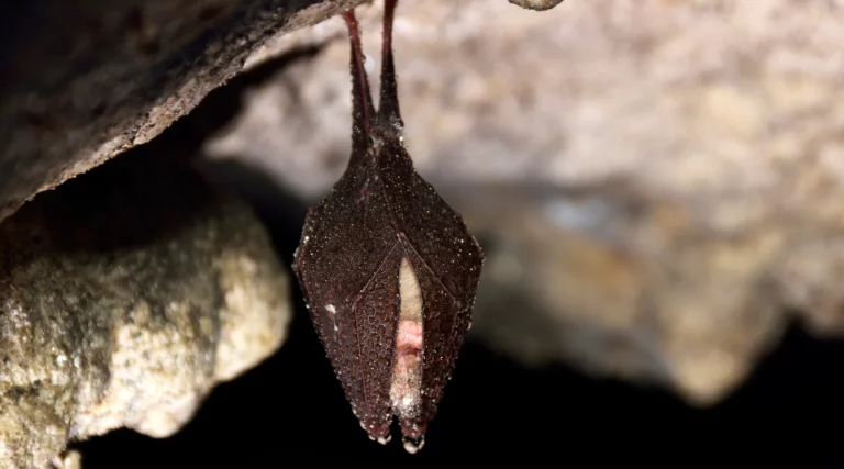 Bat Removal Resources