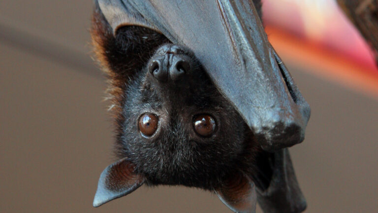 Bat Removal Resources