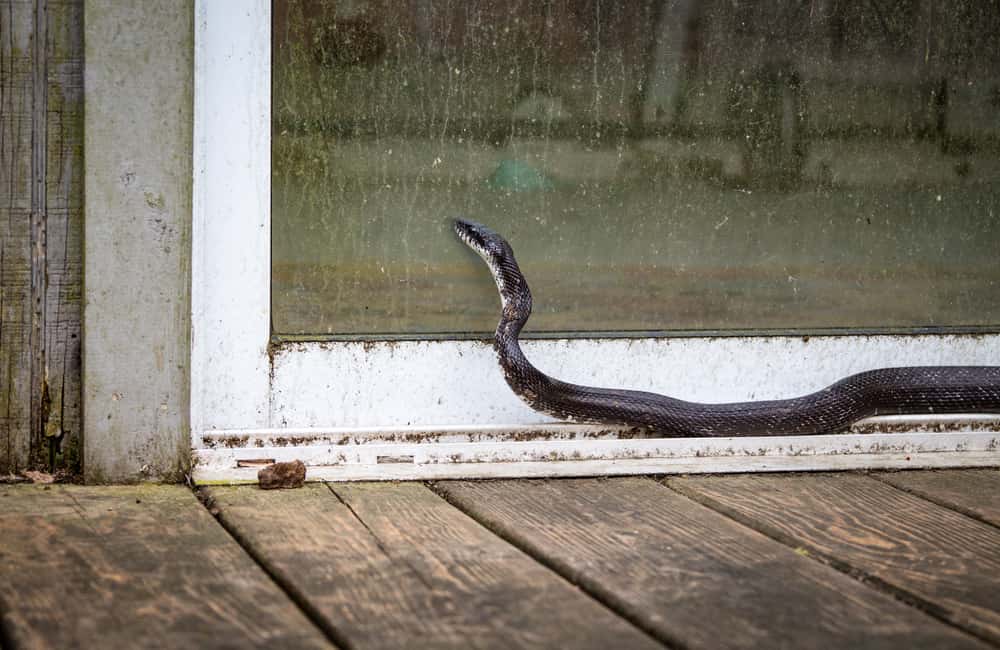 Snake Removal Guide