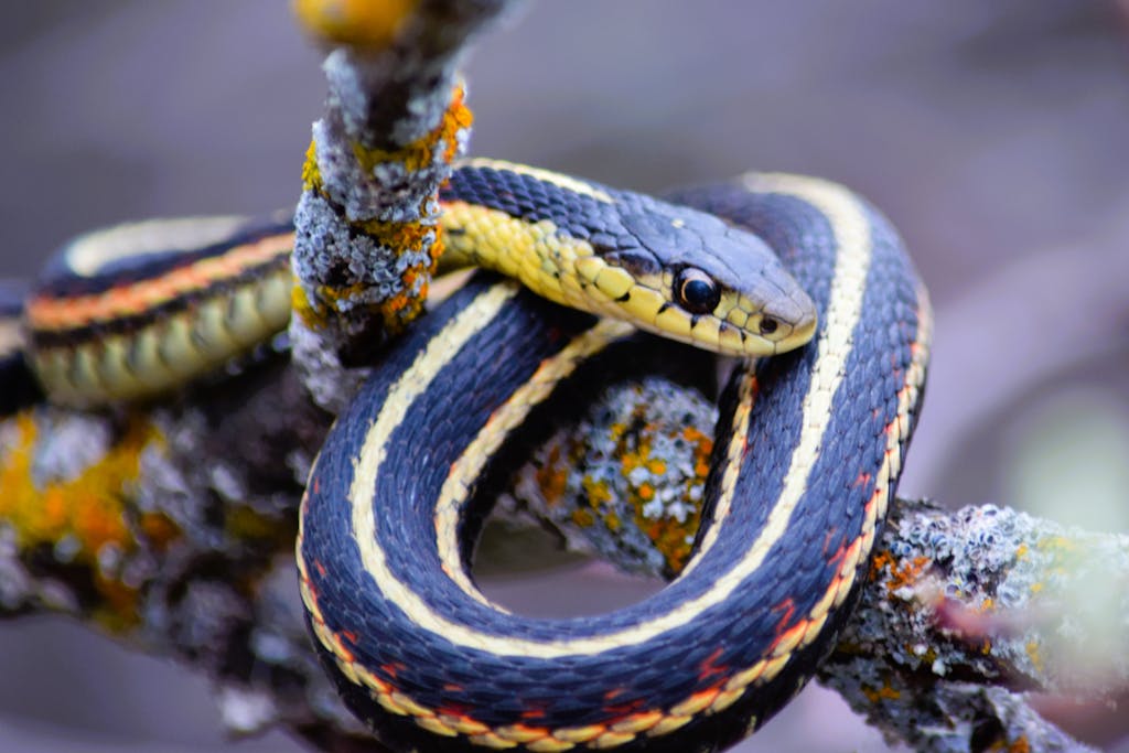 Close-up of a garter snake coiled on a branch in Narcisse, Canada.