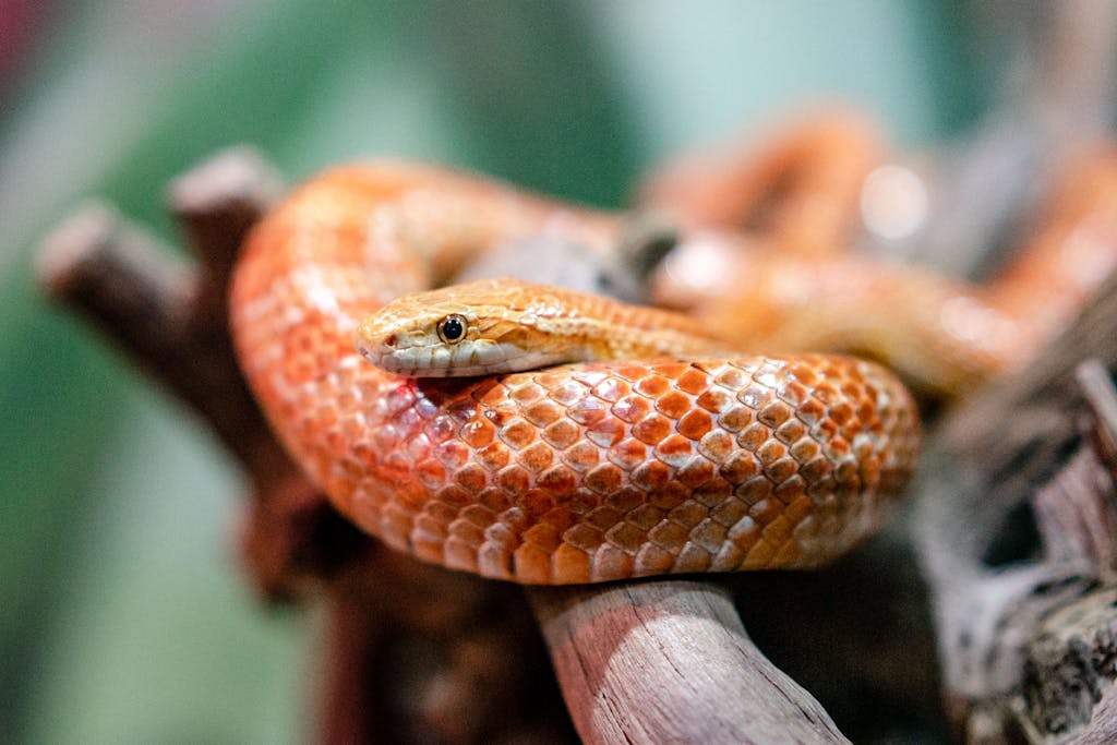 Detailed close-up of a corn snake coiled on a branch, showcasing vibrant scales.