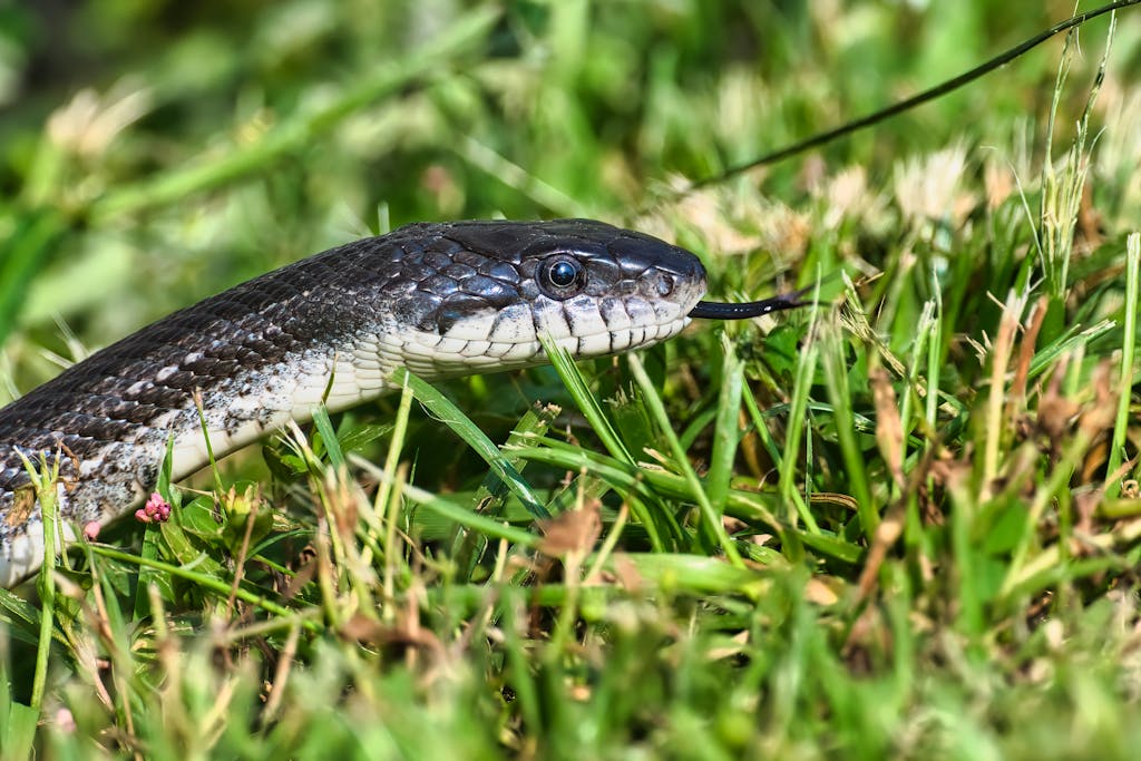 Detailed close-up shot of a central ratsnake slithering through grass, highlighting its features.